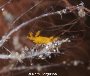 Sponge Isopod about the size of half a grain of rice (hen... by Rory Ferguson 